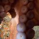 Illustration for article titled What it looks like when an octopus decides to steal your camera.